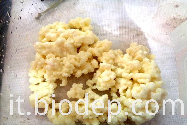 Lactobacillus delbrueckii3